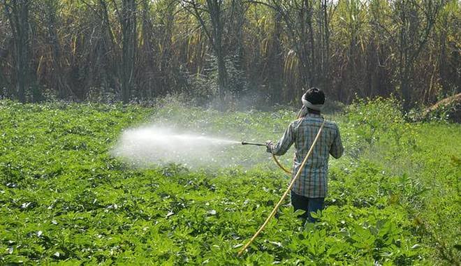 ஐ. ஐ. டி – பம்பாய் மண்ணிலிருந்து வரும் பாக்டீரியா பூச்சிக்கொல்லியை நீக்குகிறது! 33