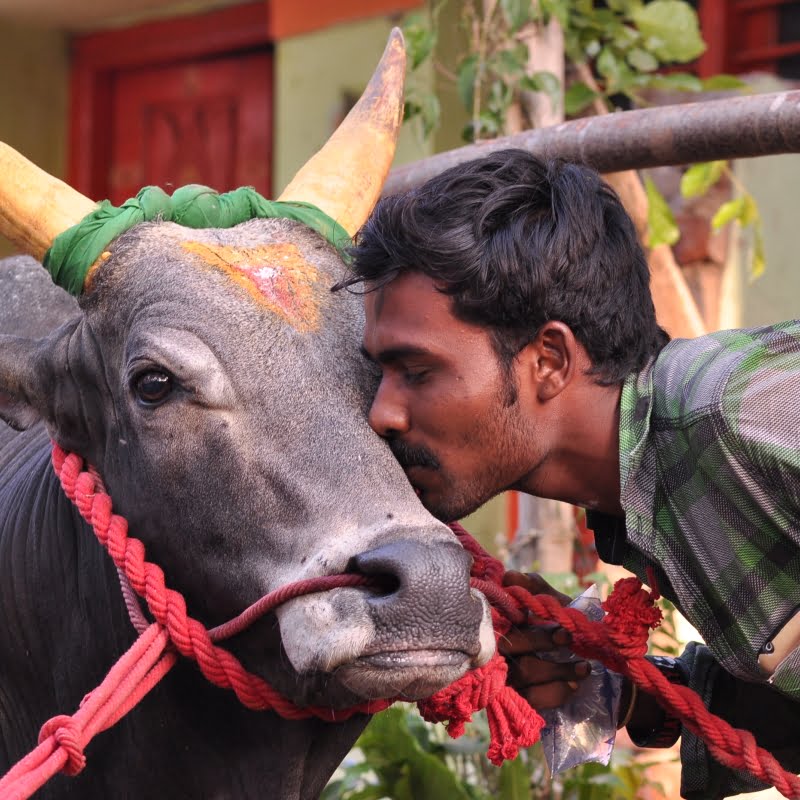 வேடசந்தூர் அருகே ஜல்லிக்கட்டு காளை  உரிமையாளரை குத்தி குடல் சரிந்தது! 13