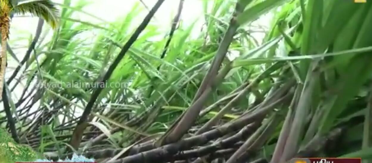 கனமழையால் மூழ்கிய விளைநிலங்கள் விவசாயிகள் பரிதாபம் 23