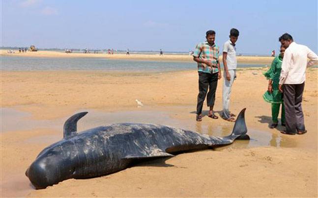 கரை ஒதுங்கிய திமிங்கலம்! திருச்செந்தூர் கடற்கரையில் பரபரப்பு!! 23