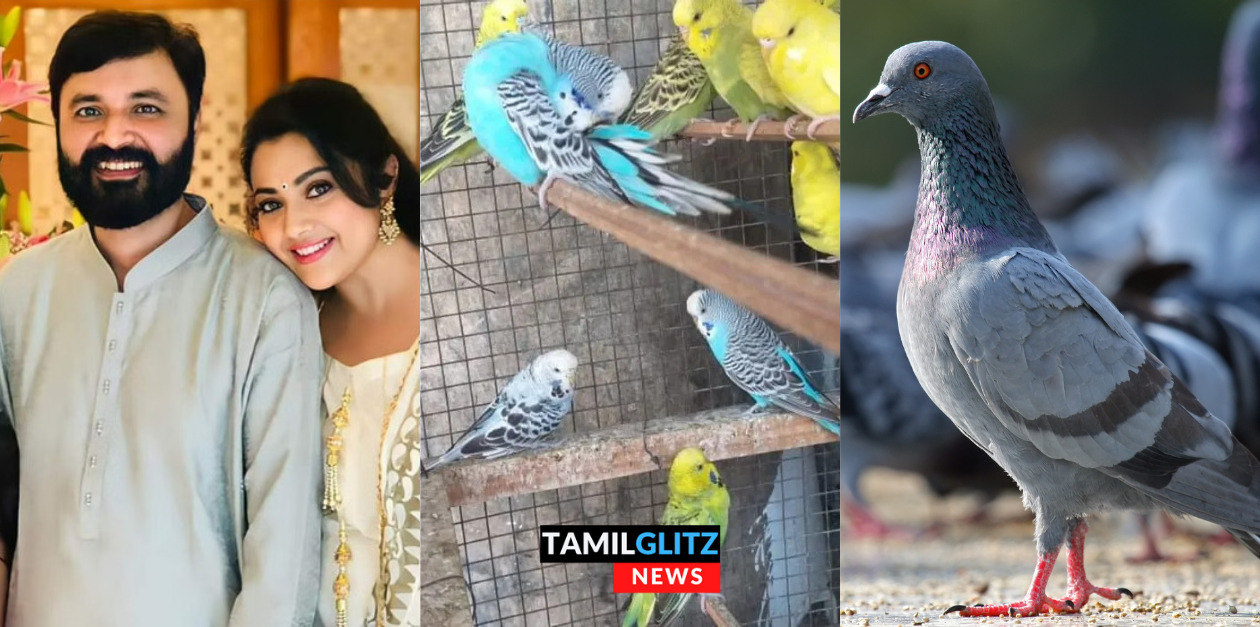 புறா, லவ் பர்ட்ஸ் எச்சங்களால் நுரையீரல் செயலிழக்கும்..எச்சத்தை சுவாசித்தால் வரும் அபாயம்..எச்சரிக்கும் மருத்துவர்கள்.. 23