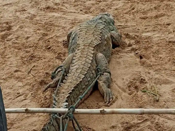 சிறுவனை விழுங்கிய முதலை.. முதலை வயிற்றில் என் மகன் உயிரோடு இருப்பான்..பெற்றோர்கள் நடத்திய பாச போராட்டம் 3