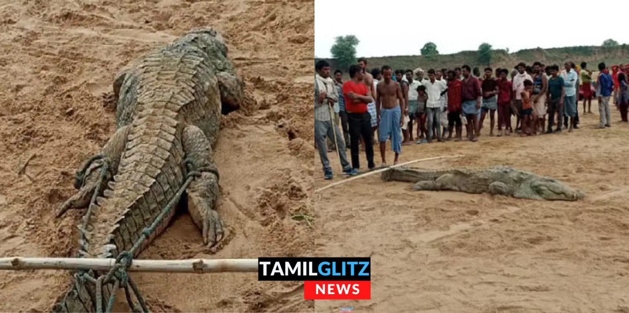 சிறுவனை விழுங்கிய முதலை.. முதலை வயிற்றில் என் மகன் உயிரோடு இருப்பான்..பெற்றோர்கள் நடத்திய பாச போராட்டம் 65