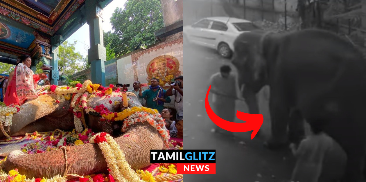 துடிதுடித்து இறந்த புதுச்சேரி யானை.! லட்சுமியின் கடைசி நிமிடங்கள்.! கலங்க வைக்கும் CCTV காட்சிகள்.! 111