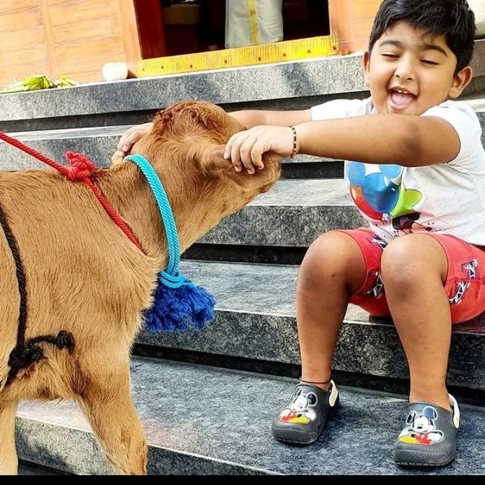 பசுவுக்கு உணவு கொடுத்து மாட்டு பொங்கலை கொண்டாடிய சினேகா பிரசன்னா தம்பதிகள்.! Cute Photos 7