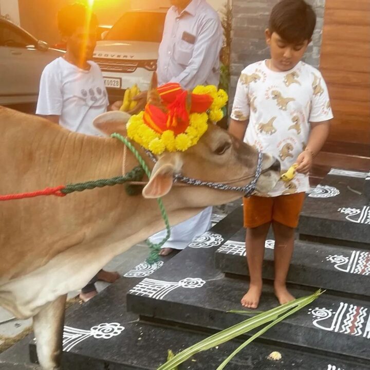 பசுவுக்கு உணவு கொடுத்து மாட்டு பொங்கலை கொண்டாடிய சினேகா பிரசன்னா தம்பதிகள்.! Cute Photos 19
