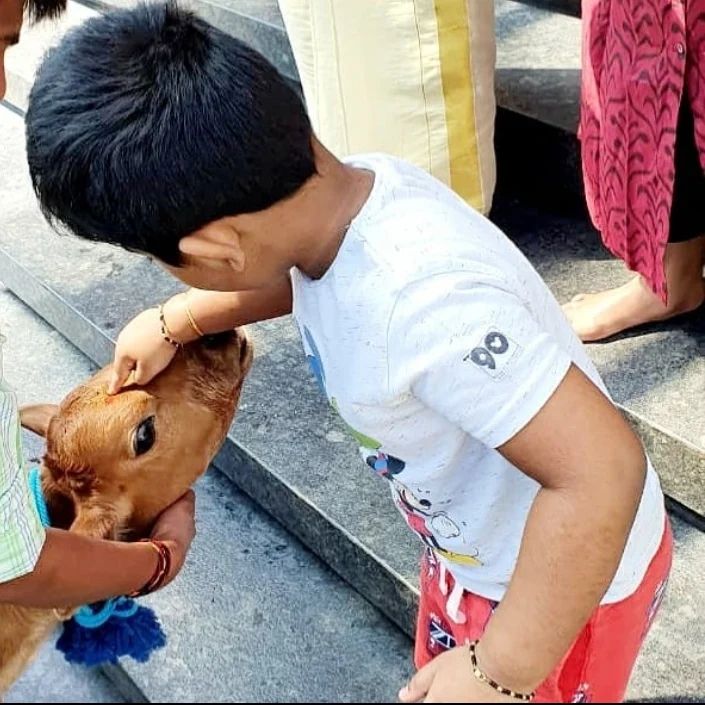 பசுவுக்கு உணவு கொடுத்து மாட்டு பொங்கலை கொண்டாடிய சினேகா பிரசன்னா தம்பதிகள்.! Cute Photos 5