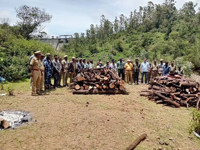 ஆசையாய் வளர்த்த மாட்டை கொன்ற புலிகள்.! பழிக்கு பழி வாங்கிய கொடூரன்.! உதகையில் பரபரப்பு.! 5