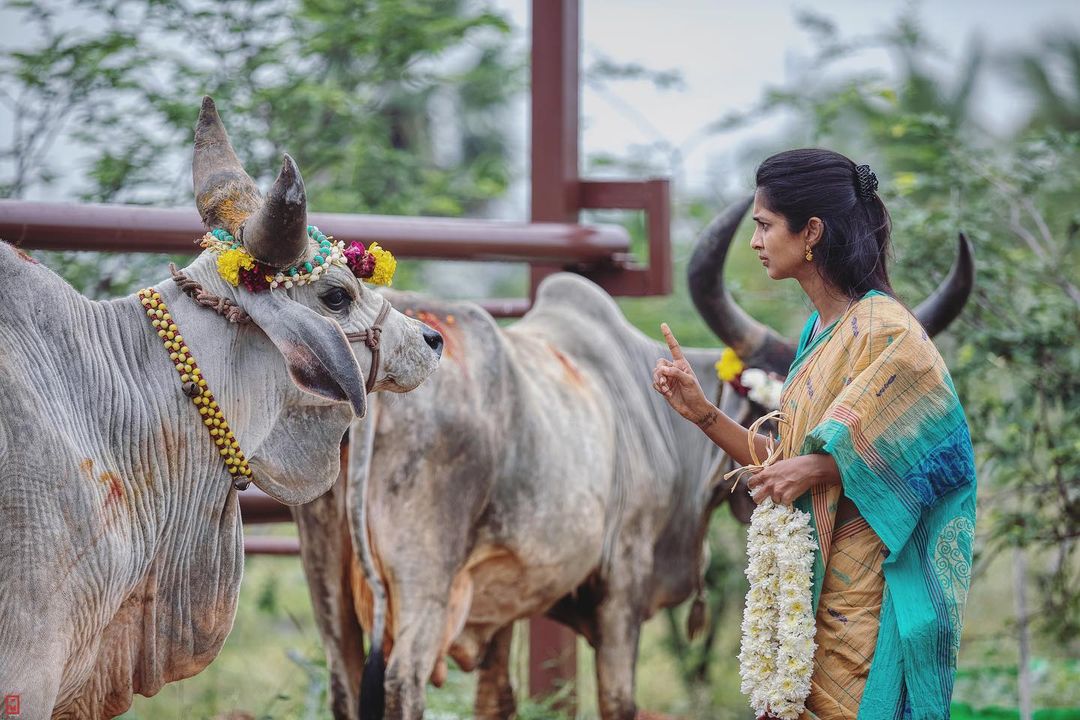 திருநெல்வேலி பண்ணை வீட்டில் மாட்டுப் பொங்கலை கொண்டாடிய அருண் பாண்டியன் - கீர்த்தி பாண்டியன் 11