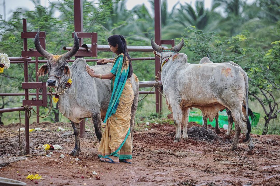 திருநெல்வேலி பண்ணை வீட்டில் மாட்டுப் பொங்கலை கொண்டாடிய அருண் பாண்டியன் - கீர்த்தி பாண்டியன் 5