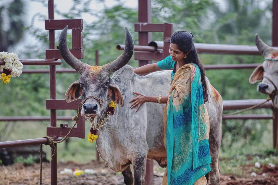 திருநெல்வேலி பண்ணை வீட்டில் மாட்டுப் பொங்கலை கொண்டாடிய அருண் பாண்டியன் - கீர்த்தி பாண்டியன் 3