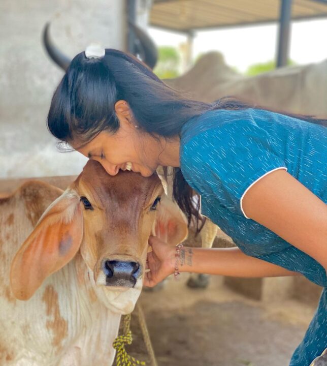 திருநெல்வேலி பண்ணை வீட்டில் மாட்டுப் பொங்கலை கொண்டாடிய அருண் பாண்டியன் - கீர்த்தி பாண்டியன் 15